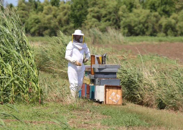 Apicultor experto con traje protector durante la cosecha de miel —  Fotos de Stock