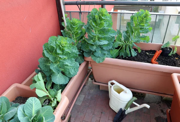 Växten av kål och blad i vaser av en urban trädgård på t — Stockfoto