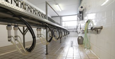 keçi ve koyun çiftlik hayvanları için sağım Salonu