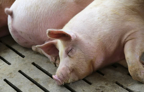 Жирная и уставшая спящая свинья на свиноводческой ферме — стоковое фото