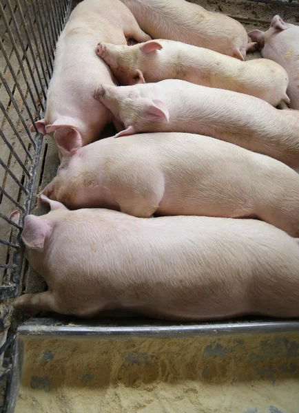 Porco dormindo gordo e cansado na fazenda de criação de suínos — Fotografia de Stock