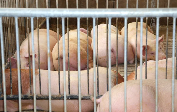 Porcos gordos em uma pocilga em uma fazenda — Fotografia de Stock