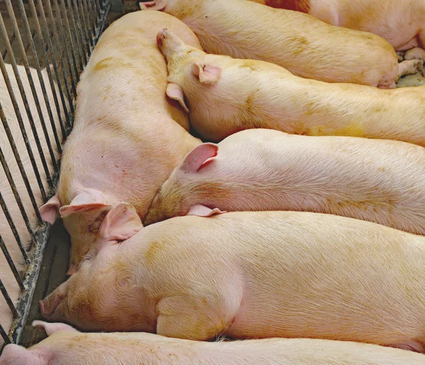 fat and tired asleep pig in pig-breeding farm