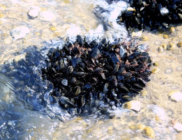 denizde buzlu siyah midye