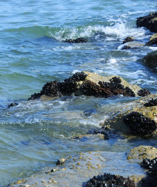 Mejillones en las rocas del mar limpio en verano — Foto de Stock