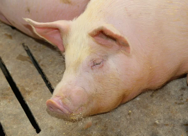 Porco adormecido cansado na exploração de criação de suínos — Fotografia de Stock