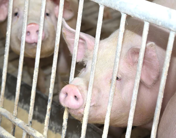 Cerdos en la pocilga con barras de acero en granja porcina —  Fotos de Stock