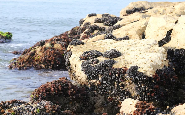 Schwarze Muscheln auf den Felsen auf der ruhigen See — Stockfoto