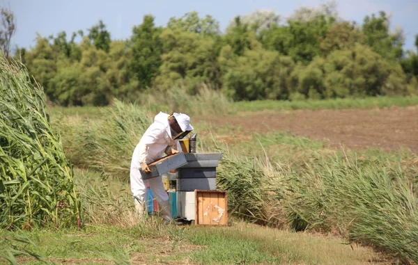 Harvesting honey and many hives with bees in the field — Stock fotografie