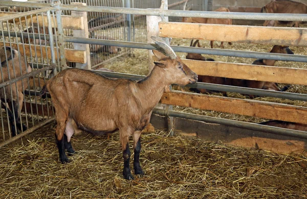Koza v stodole z chovu koz pro sýr produkce hospodářství — Stock fotografie