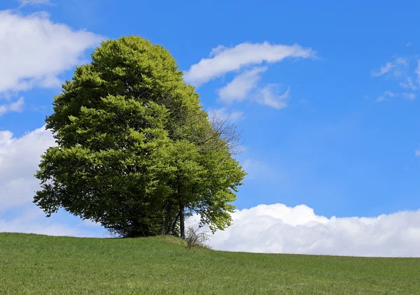 Árbol aislado en medio de la pradera verde — Foto de Stock