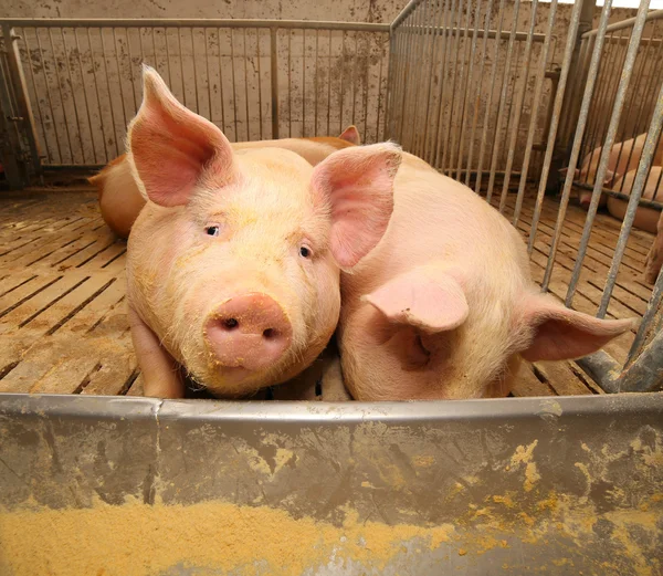 Porcos gordos em uma pocilga em uma fazenda — Fotografia de Stock