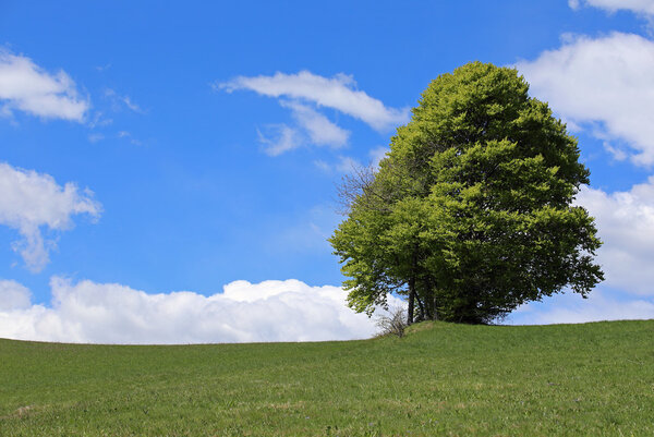 tree in the middle of the meadow in summer