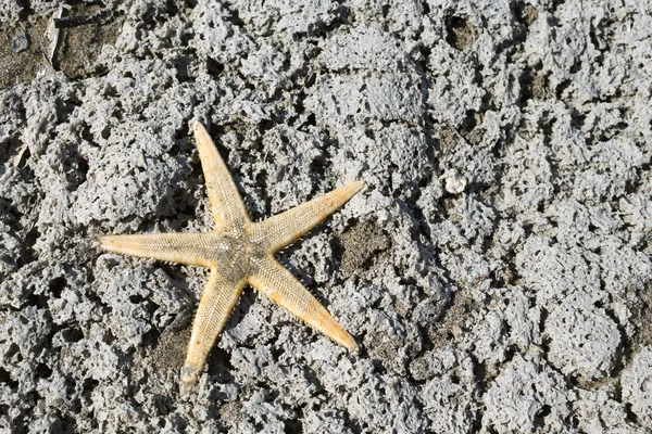 Gran estrella de mar con cinco dedos en la roca del mar en verano — Foto de Stock