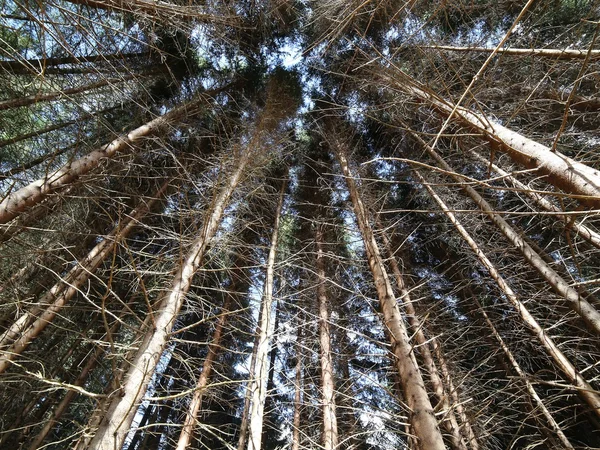Kmeny stromů v pristine doménové struktury jehličnanů, jedle, borovice — Stock fotografie