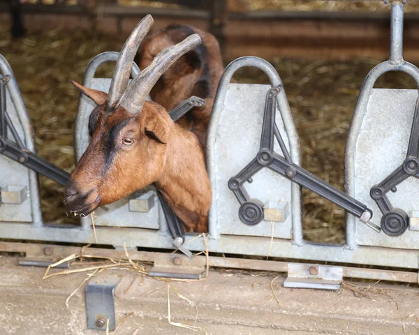 Goat with horns eat the straw in the automatic manger in the bar — Stock Photo, Image