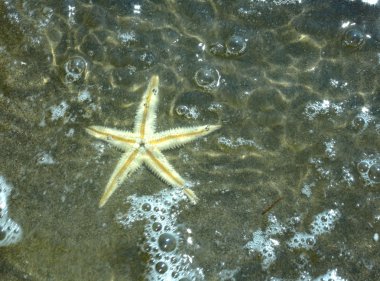 sualtı deniz kıyısında büyük deniz yıldızı Plajı'nda