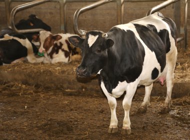 cow in cattle in modern farm clipart