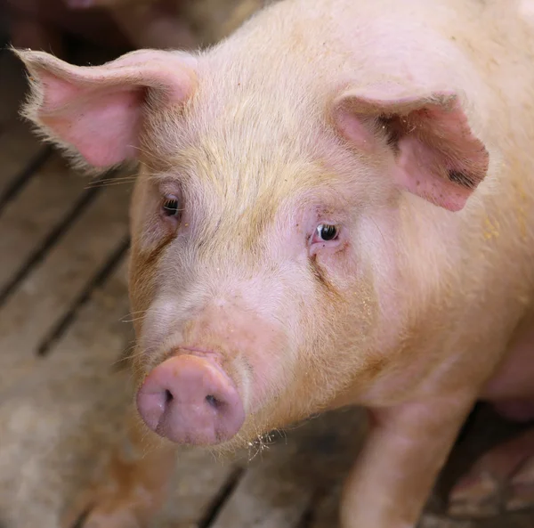 Hocico del cerdo en la pocilga de la granja — Foto de Stock