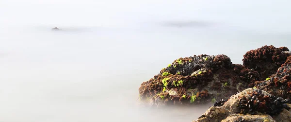 Schwarze Miesmuscheln auf den Felsen tauchen aus dem Nebel fast unwirklich auf — Stockfoto