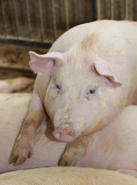 Cerdo gordo y grande apoyado sobre la parte posterior de otro cerdo en el bree —  Fotos de Stock