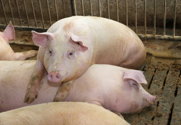 Porcos gordos em uma pocilga em uma fazenda — Fotografia de Stock