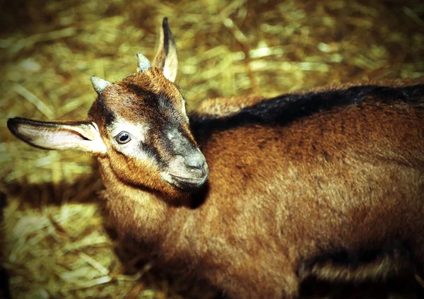 Lonely kid in the barn of the farm raising goats — Stock Photo, Image