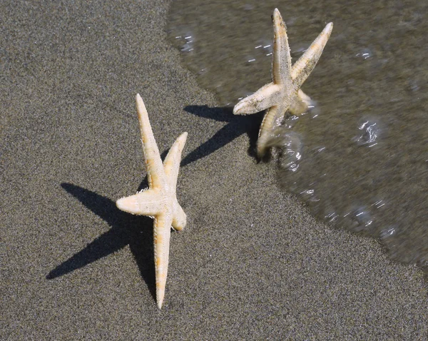 Starfish asks for help to her girlfriend star fish — Stock Photo, Image