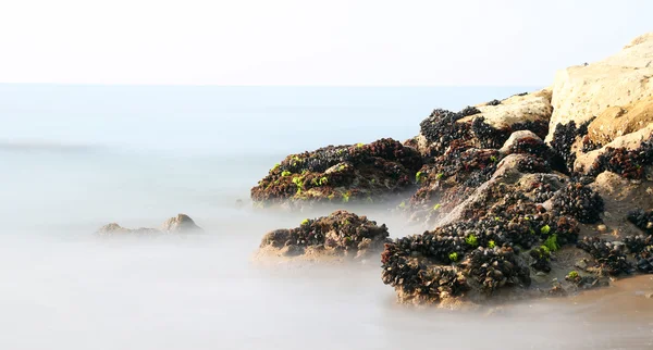 Moules sur les rochers émergent du brouillard presque irréel — Photo