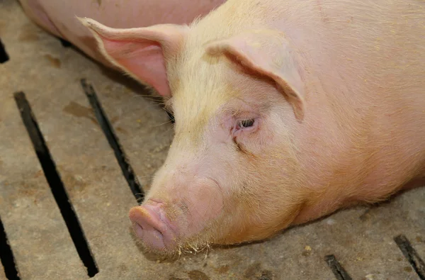 Vette varkens in een stal op een boerderij — Stockfoto