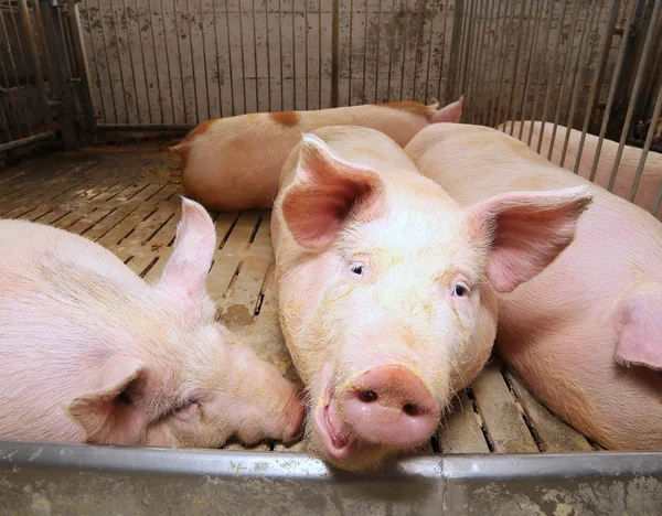 Porcos gordos em uma pocilga em uma fazenda — Fotografia de Stock