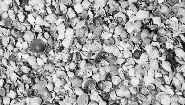 Shells on the shore of the beach into the sea — Stock Photo, Image