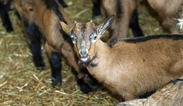 Osamělé dítě v stodole na farmě — Stock fotografie