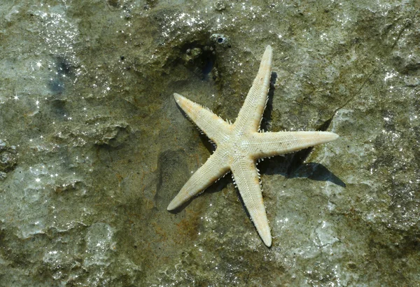 Large starfish with five toes on the rock of the sea in summer — Stock Photo, Image