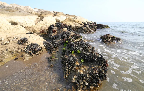 Viele schwarze Miesmuscheln auf den Felsen — Stockfoto