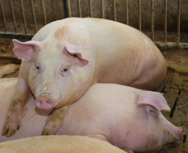 Fette Schweine im Stall auf einem Bauernhof — Stockfoto