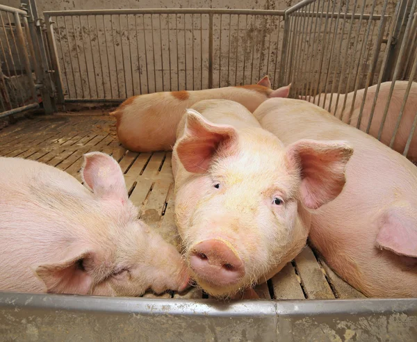 Жирные свиньи в хлеву на ферме — стоковое фото