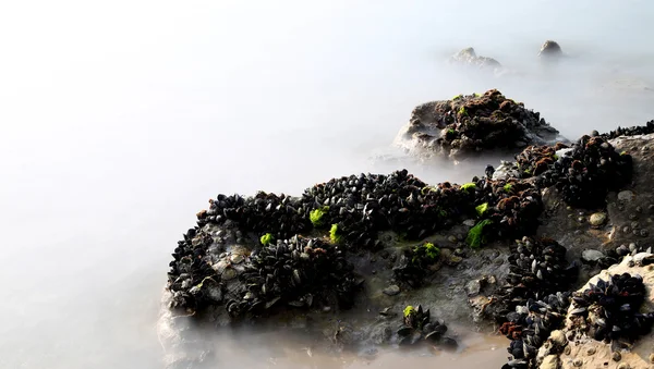 Schwarze Miesmuscheln auf den Felsen tauchen aus dem Nebel auf — Stockfoto