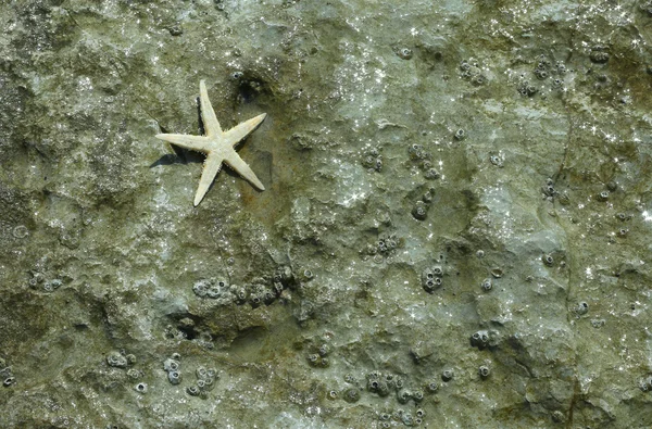 Velké hvězdice s pěti prsty na skále u moře v létě — Stock fotografie