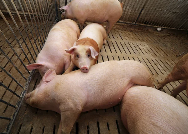 Porcos gordos em uma pocilga em uma fazenda — Fotografia de Stock