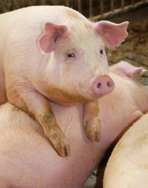 Porcos gordos em uma pocilga em uma fazenda — Fotografia de Stock