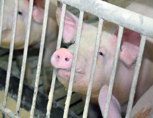 Tetona con barras de acero en granja de cerdos — Foto de Stock