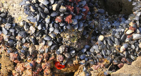 Viele Miesmuscheln auf den Felsen und eine rote Perlenanemone — Stockfoto