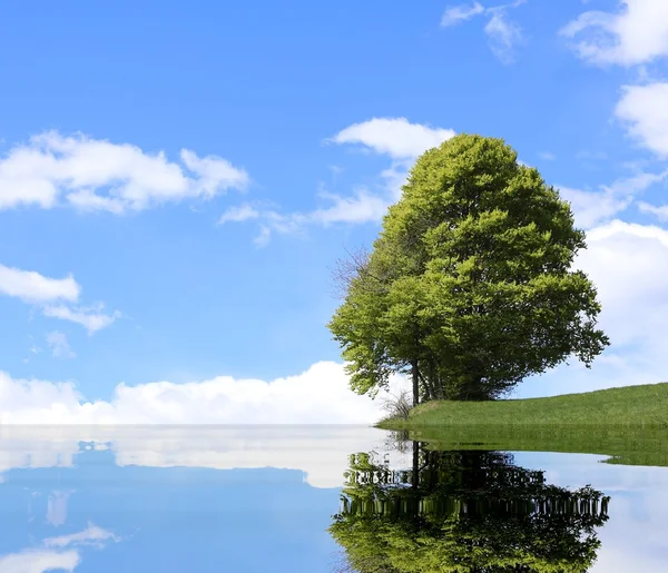 Árbol aislado con el lago alpino y el follaje grueso en summ — Foto de Stock