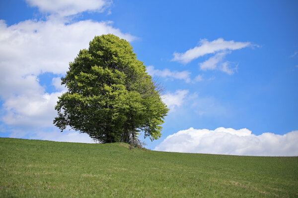 tree in the middle of the green meadow in summer