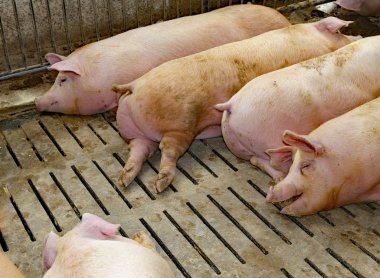 bir çiftlikte arpacık şişko domuzlar