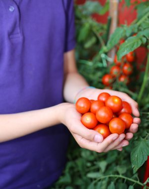 Çocuk elleriyle taze domates sadece--dan hasat tam 