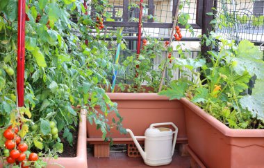 sulama olabilir ve tencere bitkiler kentsel bir GA kırmızı domates ile