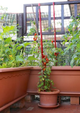 Ben bahçe bitkiler domates ve kabak kentsel bir kap içinde