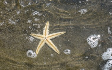 sualtı deniz kıyısında büyük deniz yıldızı